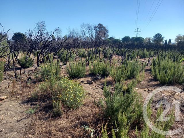 Terrain &agrave; vendre - 3720 m2 - Argeles Sur Mer - 66 - LANGUEDOC-ROUSSILLON